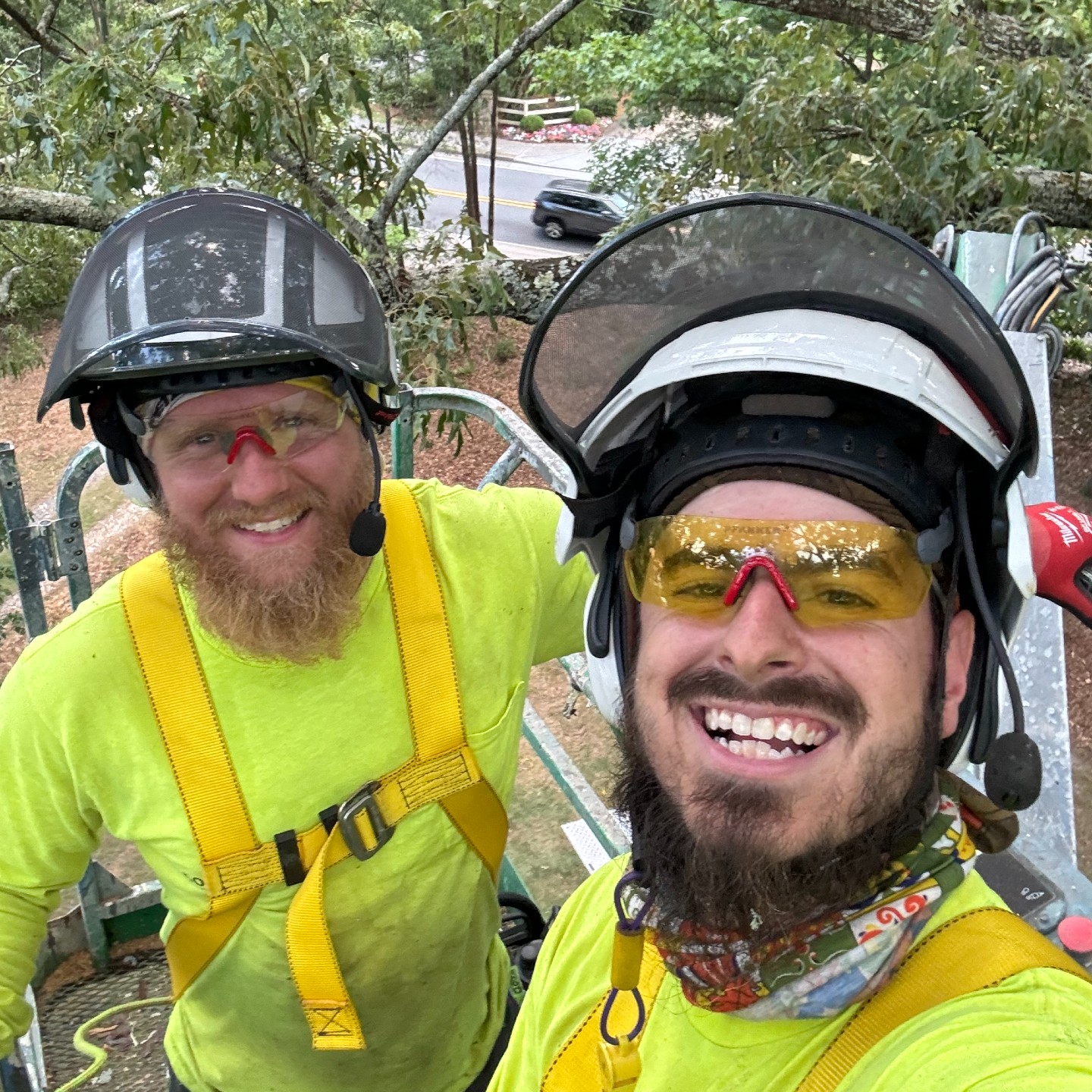 Tree Removal